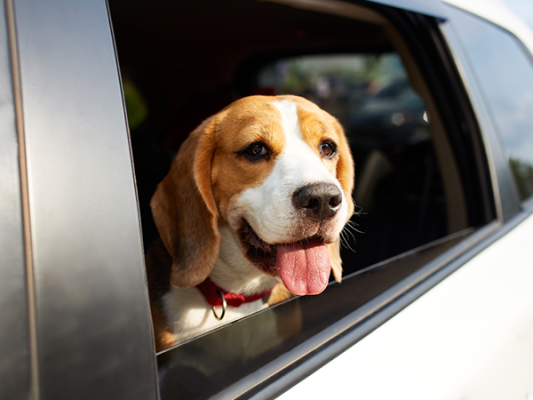 Tierschutz im Fahrzeug – Hyundai Zubehör für sichere Fahrten mit Hund - Hyundai Zubehör für Hunde | Sicher &amp; komfortabel unterwegs
